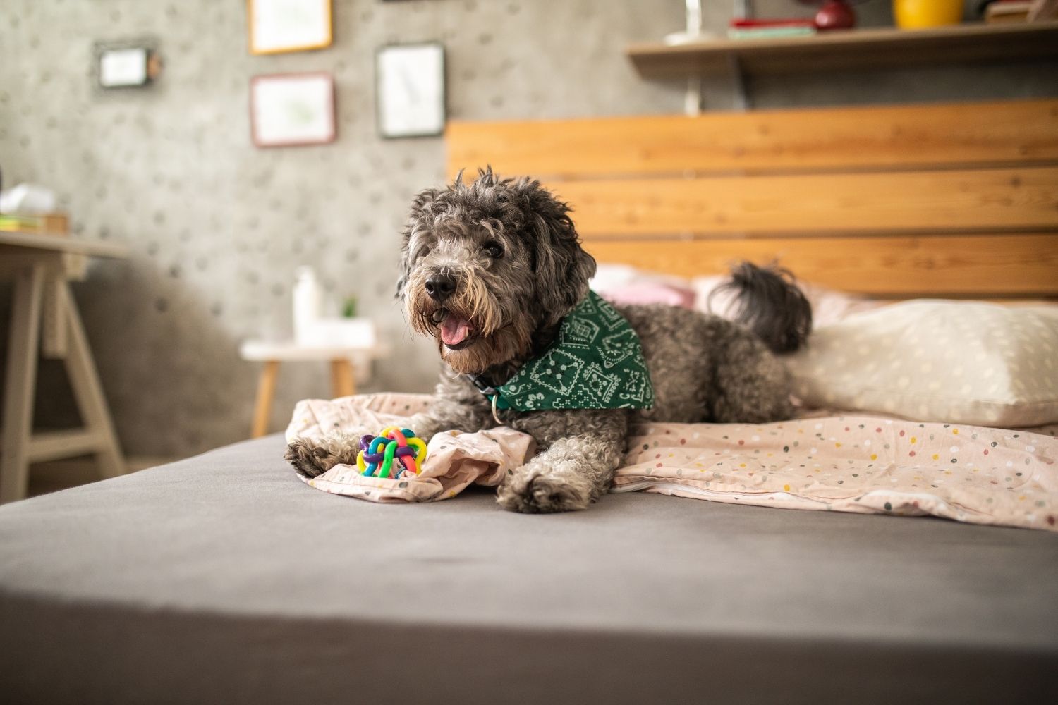 Happy dog on bed